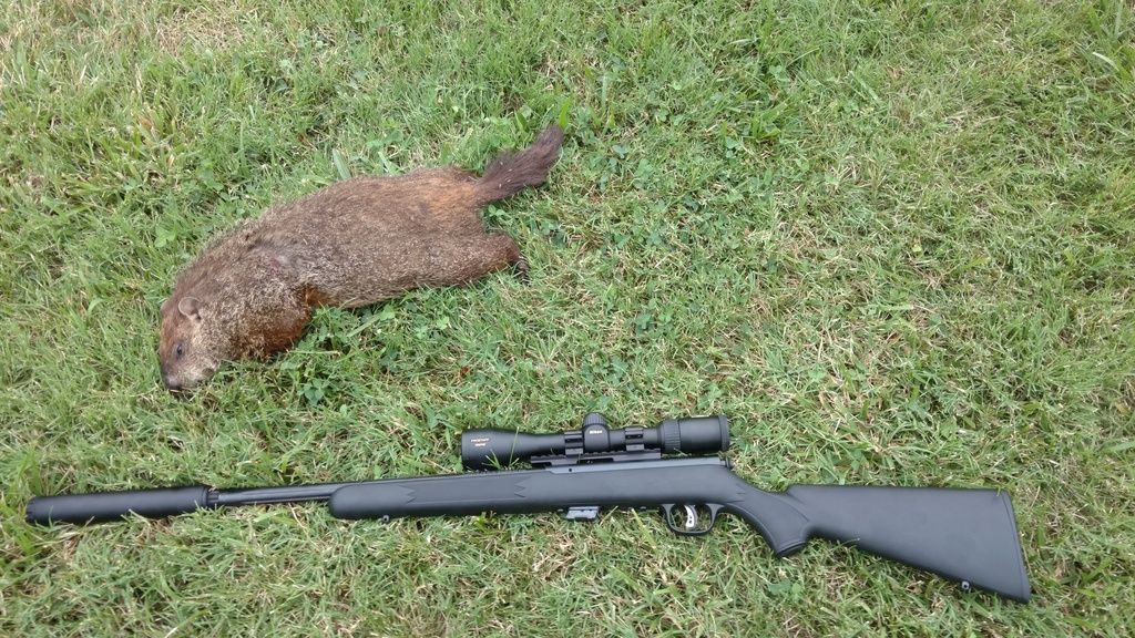 best 22 bolt action rifle for squirrel hunting